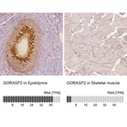 Anti-GORASP2 Antibody