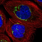 Immunofluorescent staining of human cell line A-431 shows localization to the Golgi apparatus.