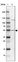 Anti-CCDC14 Antibody