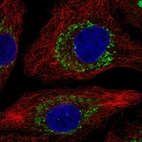 Immunofluorescent staining of human cell line A549 shows localization to mitochondria.