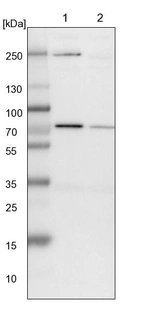 Lane 1: NIH-3T3 cell lysate (Mouse embryonic fibroblast cells)_br/_Lane 2: NBT-II cell lysate (Rat Wistar bladder tumour cells)