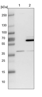 Lane 1: NIH-3T3 cell lysate (Mouse embryonic fibroblast cells)_br/_Lane 2: NBT-II cell lysate (Rat Wistar bladder tumour cells)