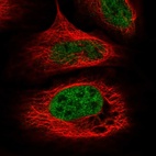 Immunofluorescent staining of human cell line U-2 OS shows localization to nucleoplasm.