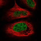 Immunofluorescent staining of human cell line U-2 OS shows localization to nucleoplasm.