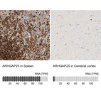Anti-ARHGAP25 Antibody