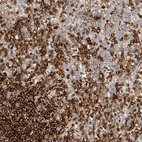 Immunohistochemical staining of human spleen shows high expression.