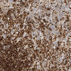 Immunohistochemical staining of human spleen shows high expression.