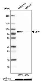 Western blot analysis in A-431 cells transfected with control siRNA, target specific siRNA probe #1, using Anti-DBR1 antibody. Remaining relative intensity is presented. Loading control: Anti-GAPDH.