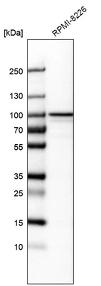 Western blot analysis in human cell line RPMI-8226.