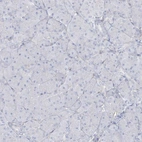 Immunohistochemical staining of human pancreas shows no positivity in exocrine glandular cells as expected.