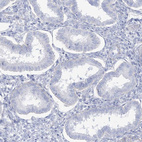 Immunohistochemical staining of human endometrium shows no positivity in glandular cells as expected.