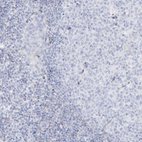 Immunohistochemical staining of human tonsil shows no positivity in non-germinal center cells as expected.