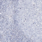 Immunohistochemical staining of human tonsil shows no positivity in non-germinal center cells as expected.