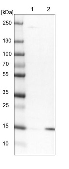 Lane 1: NIH-3T3 cell lysate (Mouse embryonic fibroblast cells)_br/_Lane 2: NBT-II cell lysate (Rat Wistar bladder tumour cells)