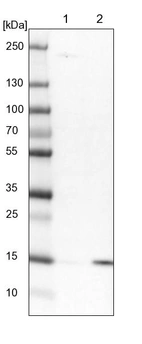 Lane 1: NIH-3T3 cell lysate (Mouse embryonic fibroblast cells)_br/_Lane 2: NBT-II cell lysate (Rat Wistar bladder tumour cells)