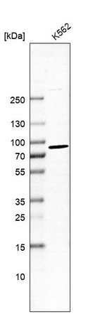 Western blot analysis in human cell line K562.