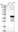 Anti-CCDC24 Antibody
