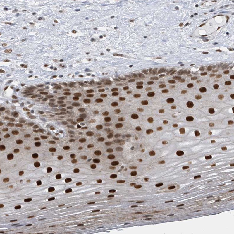 Anti-PCYT1A Antibody