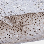 Anti-PCYT1A Antibody