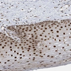 Anti-PCYT1A Antibody