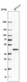 Anti-PCYT1A Antibody