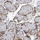 Immunohistochemical staining of human placenta shows strong nuclear positivity in trophoblastic cells.
