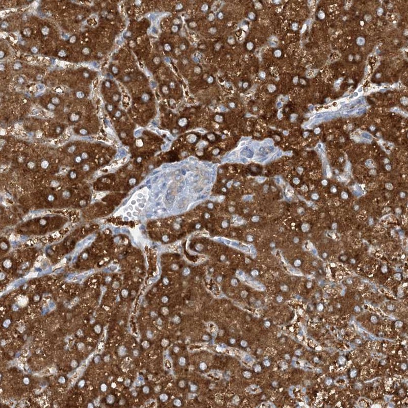 Anti-MRPS18A Antibody