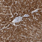 Anti-MRPS18A Antibody