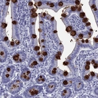 Immunohistochemical staining of human small intestine shows strong positivity in mucus in glandular cells.