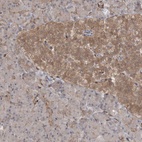 Anti-RIN1 Antibody