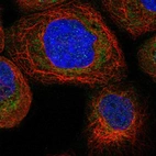 Immunofluorescent staining of human cell line A-431 shows localization to mitochondria.