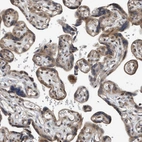 Immunohistochemical staining of human placenta shows moderate cytoplasmic-membranous positivity in trophoblastic cells.