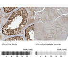 Anti-STAM2 Antibody