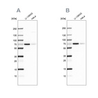 Anti-STAM2 Antibody