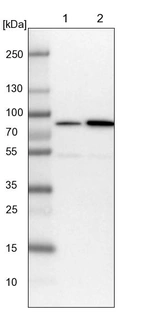 Lane 1: NIH-3T3 cell lysate (Mouse embryonic fibroblast cells)_br/_Lane 2: NBT-II cell lysate (Rat Wistar bladder tumour cells)