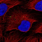 Immunofluorescent staining of human cell line U-2 OS shows localization to vesicles.