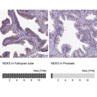 Anti-NEK5 Antibody