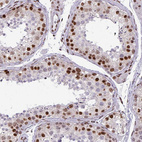 Immunohistochemical staining of human testis shows moderate to strong nuclear positivity in cells in seminiferous ducts.