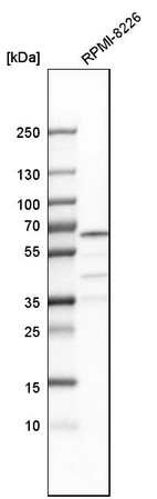 Western blot analysis in human cell line RPMI-8226.