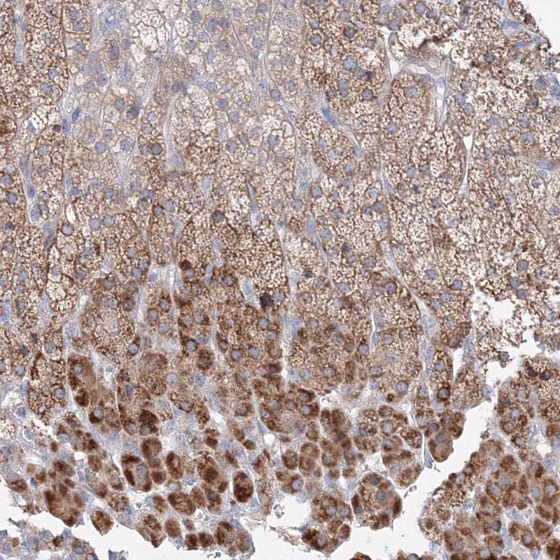 Anti-FBXL8 Antibody