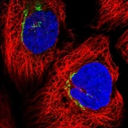 Immunofluorescent staining of human cell line A-431 shows localization to the Golgi apparatus.
