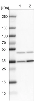 Lane 1: NIH-3T3 cell lysate (Mouse embryonic fibroblast cells)_br/_Lane 2: NBT-II cell lysate (Rat Wistar bladder tumour cells)
