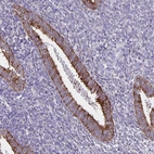 Immunohistochemical staining of human endometrium shows moderate cytoplasmic-membranous positivity in glandular cells.