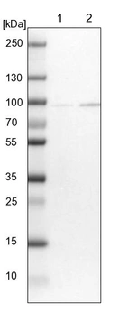 Lane 1: NIH-3T3 cell lysate (Mouse embryonic fibroblast cells)_br/_Lane 2: NBT-II cell lysate (Rat Wistar bladder tumour cells)