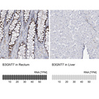 Anti-B3GNT7 Antibody
