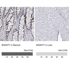 Anti-B3GNT7 Antibody