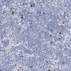 Immunohistochemical staining of human lymph node shows weak cytoplasmic and membranous positivity in lymphoid cells.