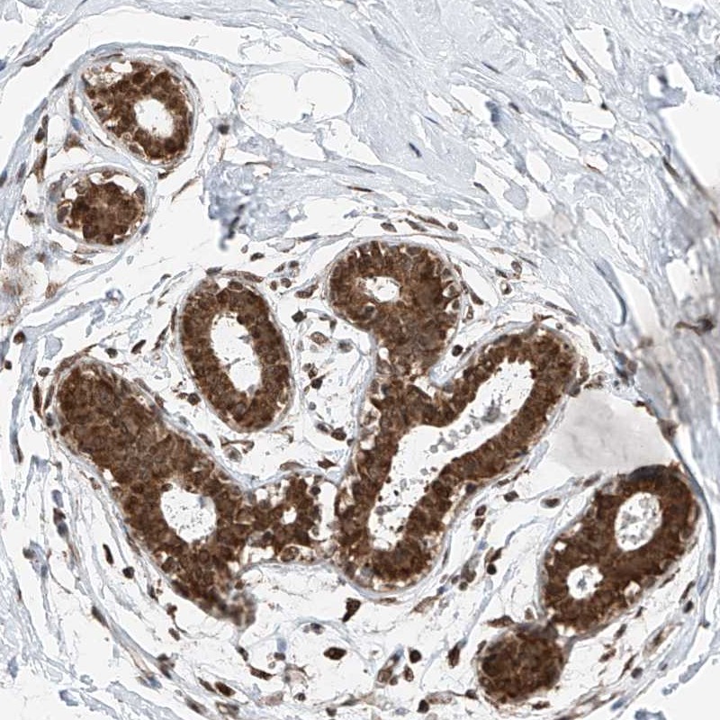 Anti-C9orf66 Antibody