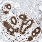 Anti-C9orf66 Antibody