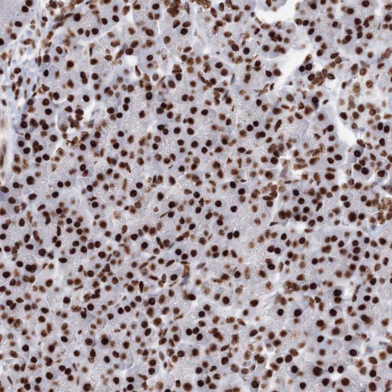 Anti-PCDHA3 Antibody